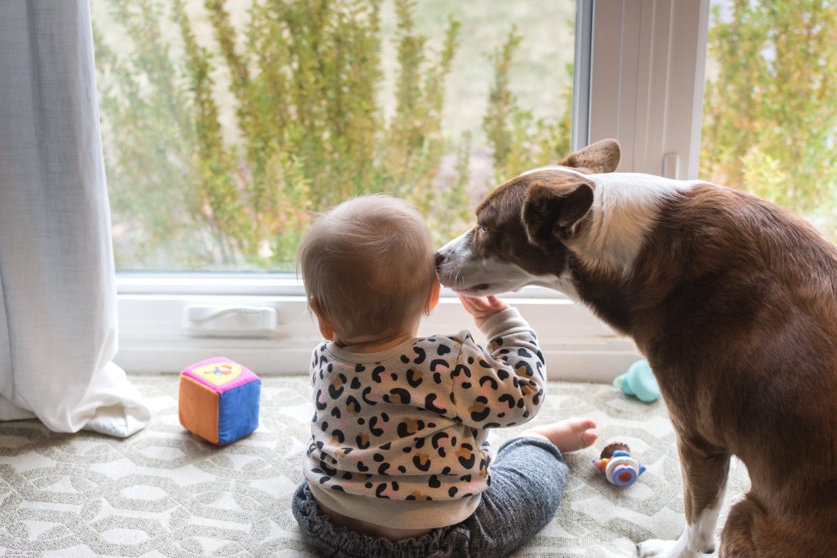Bringing home a newborn is an exciting time. Whether you are a new parent or you have gone through this experience before, you will want to ensure that you are bringing the child into a safe home. That’s where babyproofing comes in. By taking a few precautionary steps, you can help your baby grow and develop in an environment that is safe and stimulating. Seal Electrical Outlets Babies have a habit of being curious, and around the 15-month mark, they also begin to start putting their fingers into places. This habit becomes especially dangerous when electrical outlets are involved. When babyproofing your home, it is recommended that every electrical outlet is outfitted with a tight-fitting cover that babies will not be able to remove. Don’t forget to take measures to secure outlets that are in use as well. Electrical cords naturally draw curious kids, so ensure that they are properly covered or secured to prevent babies from pulling out the plugs and exposing the outlets. Be Aware of Water The water that we use every day may not cross our minds as a danger, but to a baby, even just a small amount can be dangerous. When babyproofing, remember that just two inches of water can pose a risk. This means that water in bathtubs, toilets and even buckets can be fatal for infants. While just closing or locking doors to bathrooms can be effective, you run the risk of forgetting to close it after use. Your best bet when babyproofing your bathroom is to invest in a toilet lock on top of closing the bathroom door. Standing water isn’t the only water you should be cautious of. Babies will naturally want to explore things around them. Be aware of where you set hot liquids like coffee, tea, and cookware. Water that is too hot could scald the skin, while water that is too cold could compromise their immune system as babies aren’t able to regulate their body temperature yet. Take a moment to adjust the temperature on your water heater to 120 degrees as a safety precaution and remember to always close bathroom doors and keep an eye on your bundle of joy. Section-Off Unsafe Areas This goes without saying, but you want to keep your baby out of areas where they shouldn’t be. To do this, it can be helpful to block off any areas that you might think are unsafe or even just to keep them from wandering off without supervision. While you won’t have to worry about blocking these areas off right away for newborns, when they start to explore on their own around six months is when you should start babyproofing to limit their exploring. Hallways and staircases can be especially dangerous, so be sure to block these areas off with baby gates. Keep Dangerous Products Out of Reach Dangerous products can range from anything from cutlery to laundry products and anything in between. There are several everyday products that we use that could pose a risk to babies if they are ingested or inhaled. Staying educated on what these dangerous products are is one part of babyproofing your home, while the other part is keeping these products out of your child’s reach. Secure all freestanding dressers, bookcases, cabinets, and tippable furniture to the wall. Furniture can become top-heavy and tip. Once mobile, these objects look like a jungle gym to kids. Secure Doors and Windows As kids begin to crawl and gain strength, they will wander and start pulling themselves up and onto new places. Windows can be especially dangerous to young children as they pose a risk of accidents by falling. When securing windows, make sure that they stay locked at all times and there is no furniture nearby that they can use to climb up on. If you have drapes or shutters with cords, ensure that they are put out of reach or consider switching to a cordless option to help keep kids safe. Like windows, you will want to ensure that your doors are also secure. When it comes to your interior doors, either make sure that they are locked or use doorknob covers to prevent kids from wandering to places they shouldn’t be. As they begin to get more curious and exploratory you will also want to ensure that they can’t make their way outside, that’s where Crimsafe comes in! Crimsafe Security Screens not only stop intruders from coming into your home, but they can also be effective at keeping your bundle of joy from sneaking out of doors and windows. Both window and door security screens are made to measure and provide a custom fit so you can guarantee they will withstand the strength of a curious baby. Whether you’re babyproofing or intruder proofing, Crimsafe will help keep everything that matters most to you safe. Contact one of our dealers today and discover the difference that a Crimsafe Security Screen can make for your home.