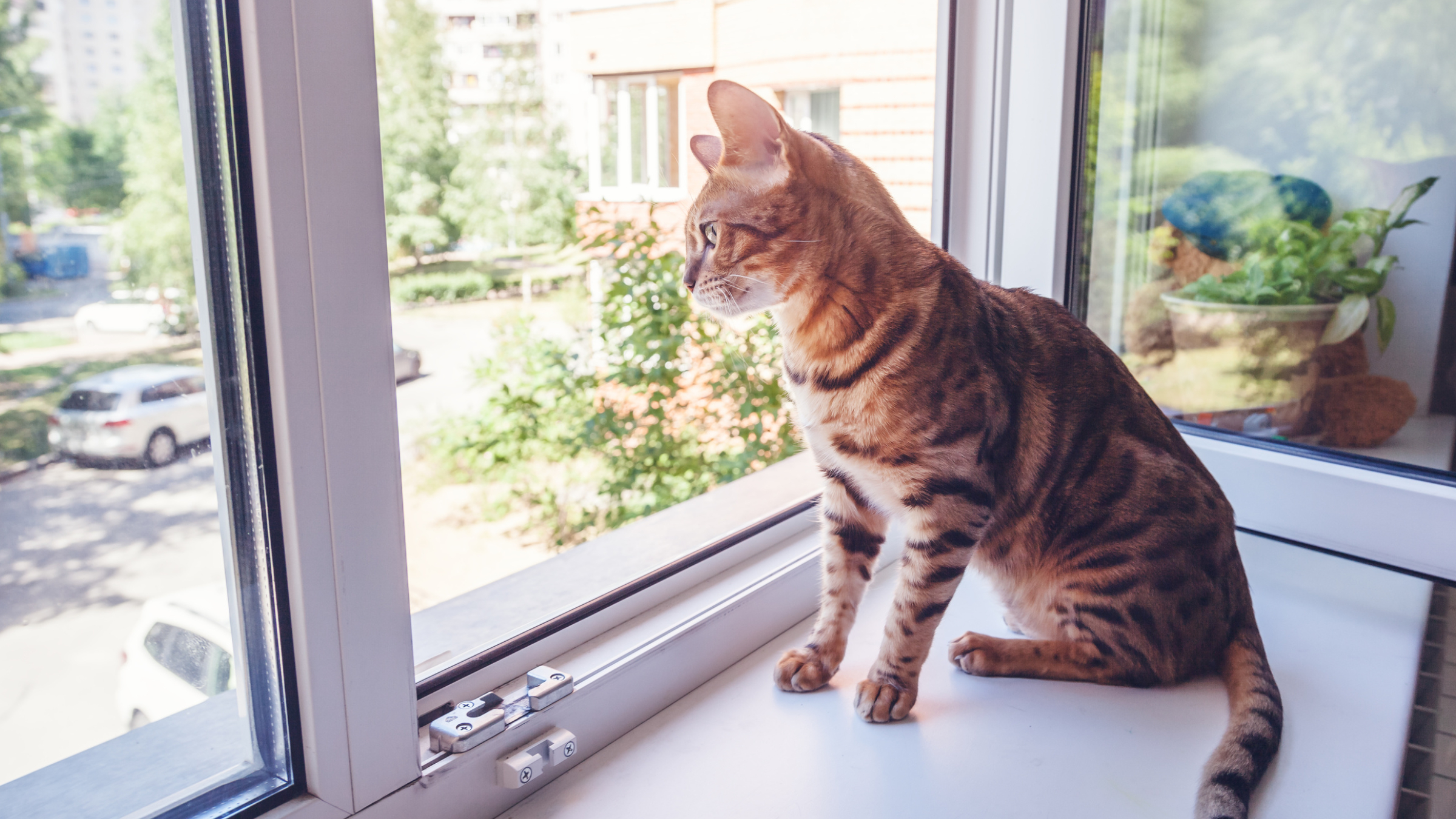 cat in a winodw. protect them with crimsafe
