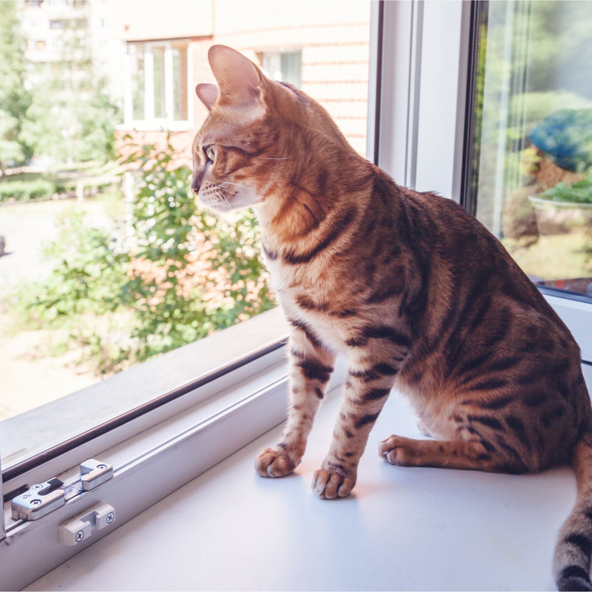 cat in a winodw. protect them with crimsafe